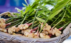 Uống nước gừng mỗi ngày mang lại những lợi ích gì?