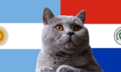 Dự đoán kết quả trận Paraguay vs Argentina, VL World Cup 6h30 ngày 15/11: Mèo tiên tri khuất phục