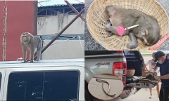 Bắt 2 cá thể khỉ hung dữ 