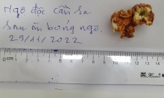 Tin tức đời sống ngày 6/12: Người phụ nữ nhập viện sau khi ăn bỏng ngô nghi tẩm cần sa