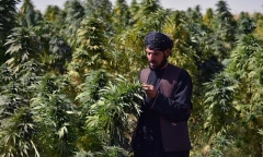 Taliban có thể hợp pháp hoá việc chế biến cần sa tại Afghanistan