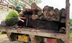 Quảng Ngãi: Lâm tặc hành hung, doạ giết kiểm lâm khi bị bắt gặp chở gỗ lậu 