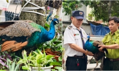 Chim công Ấn Độ 