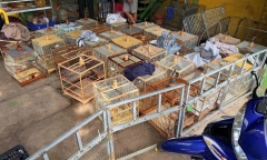 Diễn biến mới nhất vụ tạm giữ 35 con chim chào mào không rõ nguồn gốc ở TP.HCM