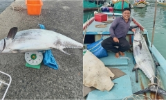 Ngư dân câu được câu được cá thu khủng nặng tới 60kg gần đảo Phú Quý