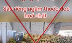 Sự thật về thông tin “sầu riêng nhúng hóa chất ở Đắk Nông