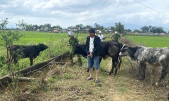 Bắt người đàn ông thuê xe tải ở Đà Nẵng vào Quảng Nam trộm 7 con bò