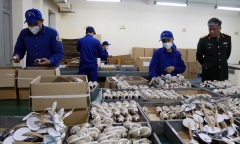 Nhà máy Z121 dừng bán giàn phun hoa, giàn phun viên là thông tin chưa chính xác