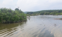Phát hiện thi thể trong đầm nuôi cá ở Quảng Ninh