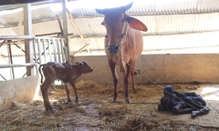 Hi hữu cặp bê sinh đôi cách nhau 4 ngày ở Tây Ninh