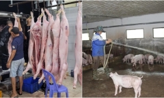 Giá heo hơi không ngừng giảm, người chăn nuôi bất an, lo vụ Tết thua lỗ