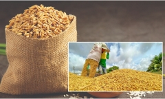 Giá lúa gạo sau Tết giảm nhanh, thương lái bỏ cọc để tránh thua lỗ