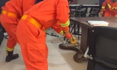 Lực lượng cứu hoả tới ứng cứu cảnh sát đụng độ trăn khổng lồ
