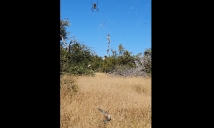 Nhện Nephila giăng “thiên la địa võng” tóm gọn chú chim nhỏ