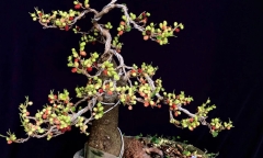 Độc đáo loại cây ăn quả mọc dại nay thành bonsai quý, tạo hình