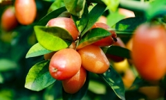 Quả nhót trị được bệnh gì?