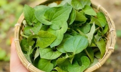 Loại rau được ví là