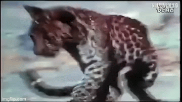 Video: Rắn hổ mang chúa dùng vũ khí lợi hại tử chiến 3 con báo đốm và cái kết