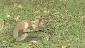 Video: Dính