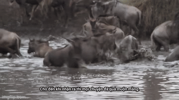 Video: Mải mê uống nước, linh dương bị cá sấu đoạt mạng nhanh như chớp