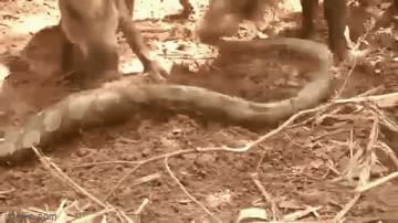 Video: Dại dột ăn thịt lợn con, trăn gấm bị cả đàn lợn trả thù hành hạ đến chết
