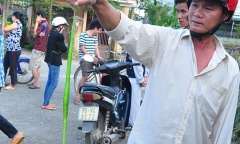 Hoảng hốt phát hiện 2 con rắn lục đuôi đỏ bò vào nhà