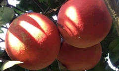 Bưởi tiến vua màu đỏ hút khách dịp Tết Ất Mùi 2015