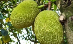 Đỗ xe ngay dưới gốc mít để tránh nắng, tài xế
