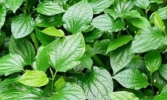 Tự đắp lá trị chữa ung thư vú, người phụ nữ bị hoại tử da