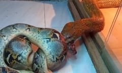 Video: Trăn vua tử chiến khốc liệt với rắn hổ mang và cái kết