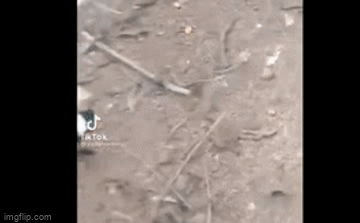 Video: Chim sáo 