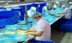 Vì sao là nước đầu ngành xuất khẩu loại hạt này, Việt Nam vẫn chi hơn 3 tỷ USD để nhập về trong năm 2023?