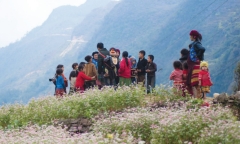 Hoa chen đá trên cao nguyên đá Hà Giang