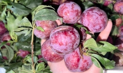 Mận hậu đầu mùa giá 300.000 đồng/kg vẫn đắt hàng