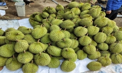 Vì sao hàng chục lô sầu riêng Việt Nam xuất khẩu bị Trung Quốc cảnh báo?
