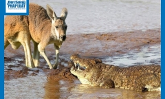 Video: Uống nước ở bờ sông, Kangaroo bất ngờ bị một cặp hàm đáng sợ kéo xuống