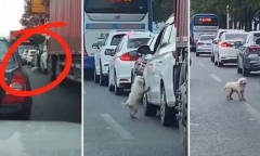 Dân tình tranh cãi chuyện chú chó bị bỏ rơi ngay giữa con đường đông xe qua lại