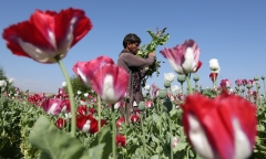 Những cánh đồng thuốc phiện bạt ngàn ở Afghanistan trước khi Taliban tiếp quản