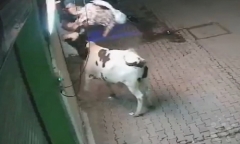 Clip: Đi bộ một mình về nhà, người phụ nữ bị bò 