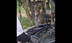 Clip: Hồi hộp trước khoảnh khắc người phụ nữ bắt sống rắn hổ mang chúa dài 1,8 mét