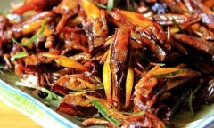 Ăn châu chấu có hại hay có lợi?