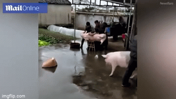 Video: Lợn tấn công 2 người đàn ông để giải cứu đồng loại