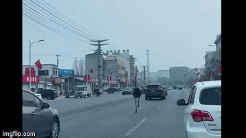 Clip: Đà điểu chạy giữa đường phố gây hỗn loạn