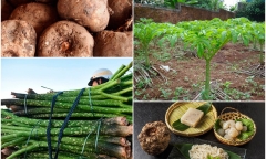 Loại củ có cái tên