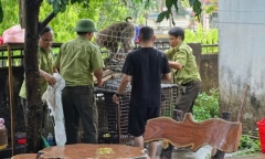Đã bắt được con khỉ tấn công bé gái 10 tuổi, 4 người bị thương khi vây bắt