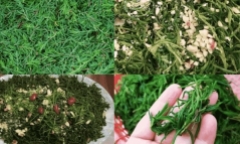 Loại cây mọc dại xưa bị 