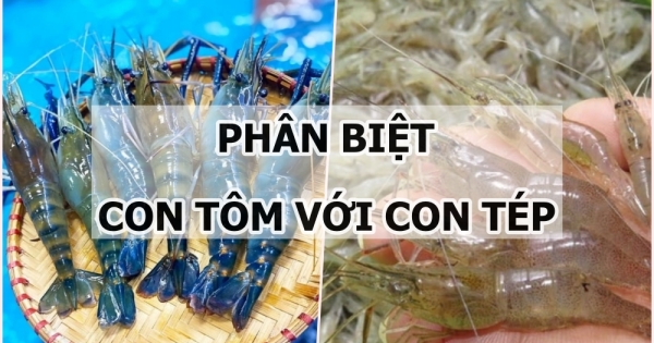 Phân biệt con tôm với con tép như thế nào?