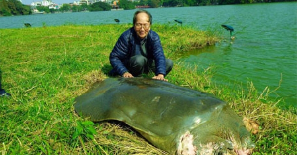 Cụ rùa Hồ Gơm nằm nghỉ ngơi trên thềm cỏ của Tháp rùa