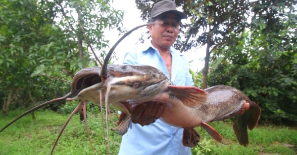 Bơm nước ngoài ruộng, lão nông bắt được cá trê 