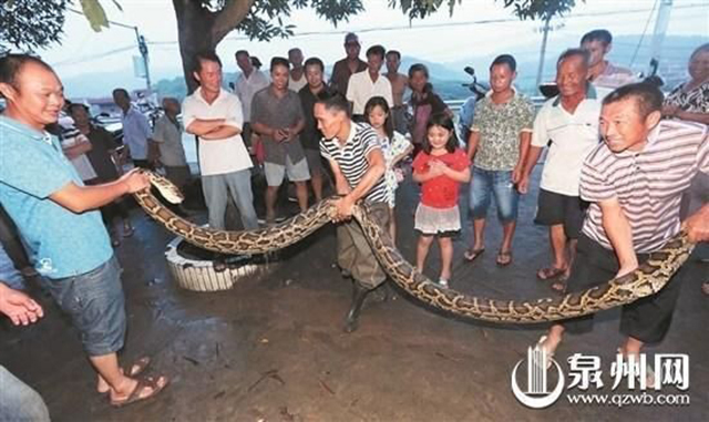 Cụ ông 73 tuổi được tôn làm anh hùng sau khi giết quái vật trăn gần 4m